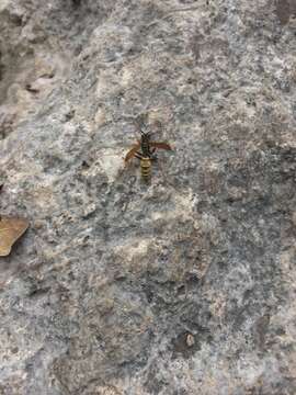 Image of Wasp