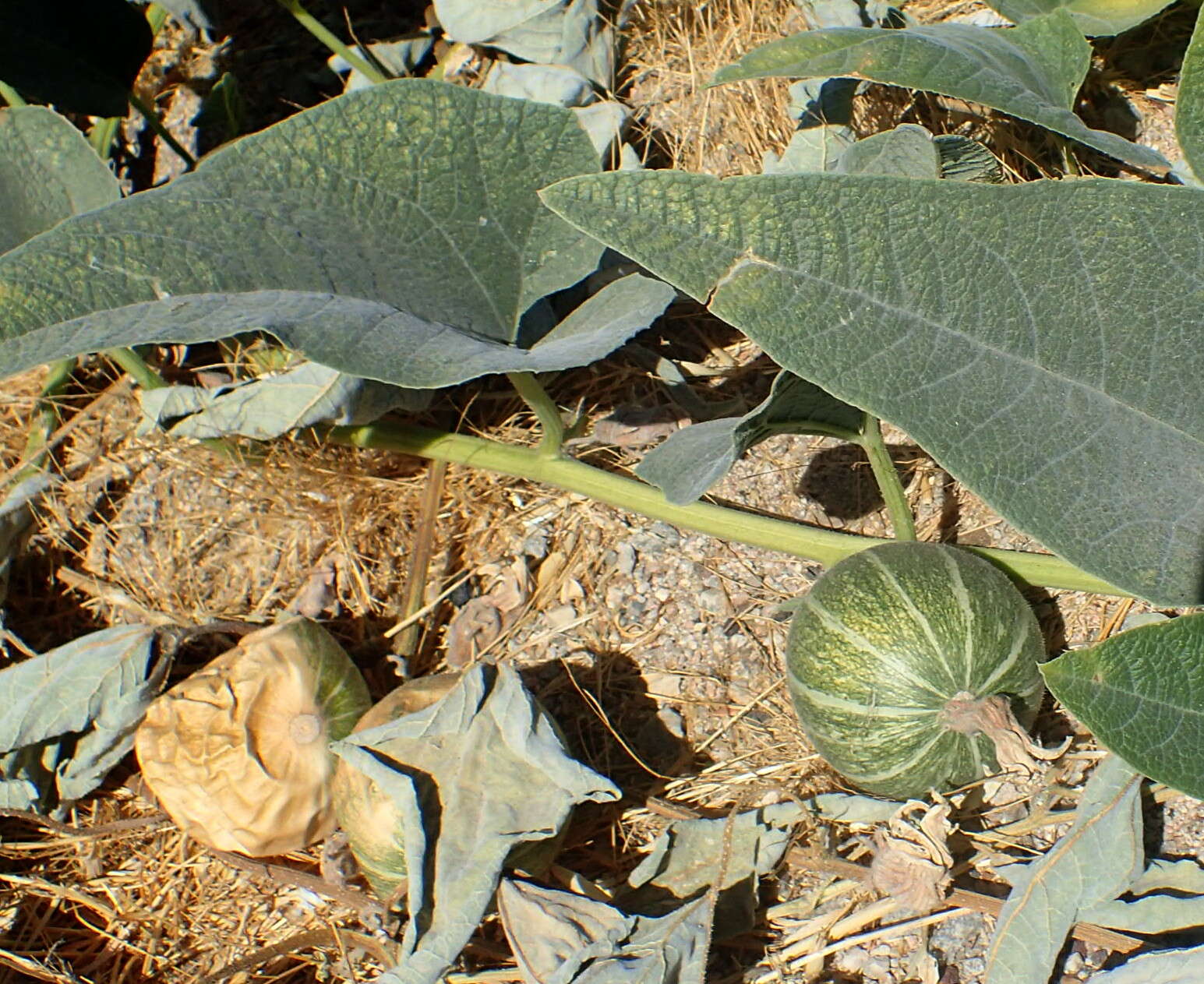 Image of Missouri gourd