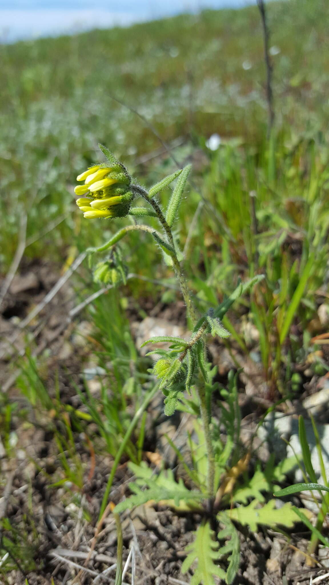 Image of woodland tidytips