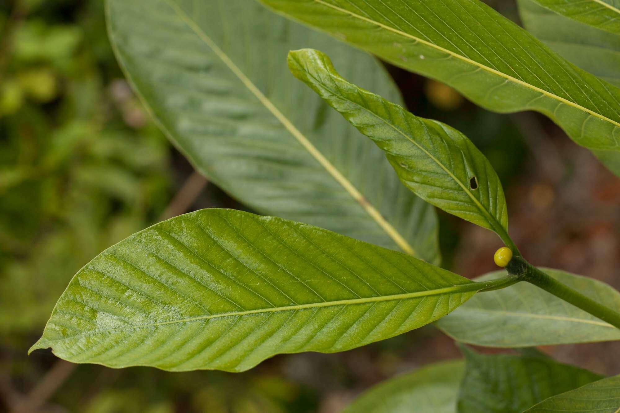 Plancia ëd Gardenia oudiepe Vieill.