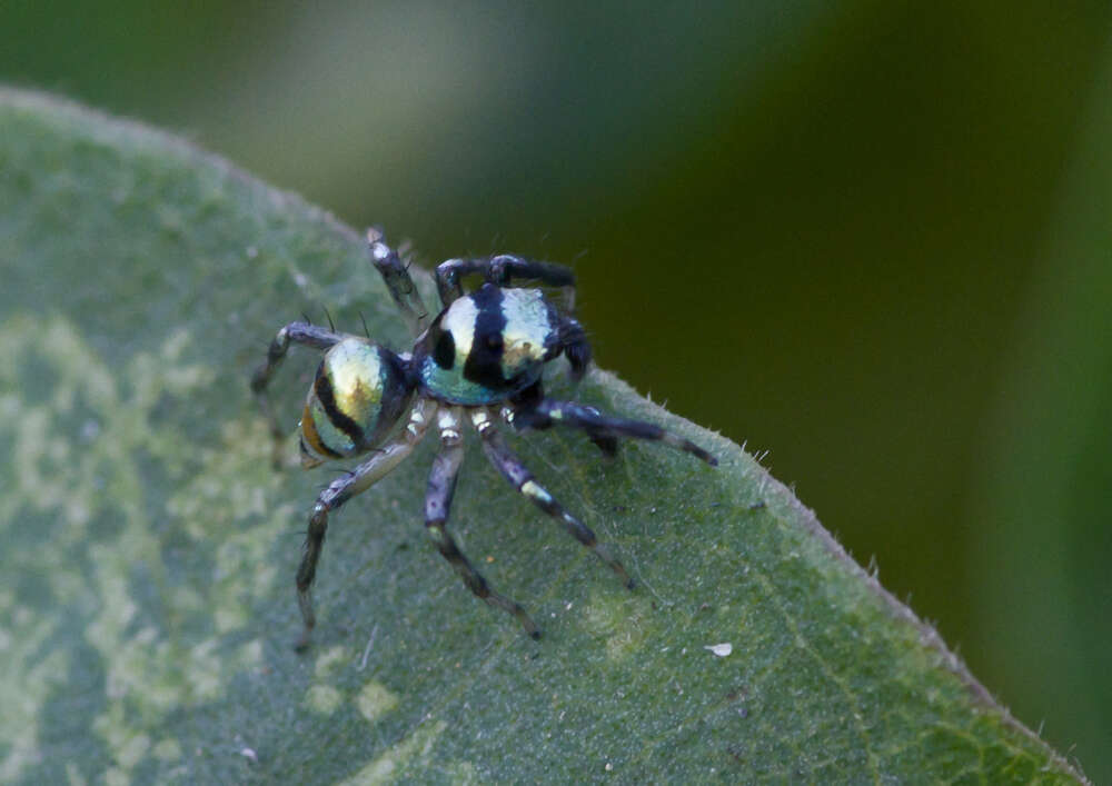 Image of Phintella vittata (C. L. Koch 1846)