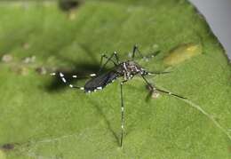 Image of Dengue fever mosquito