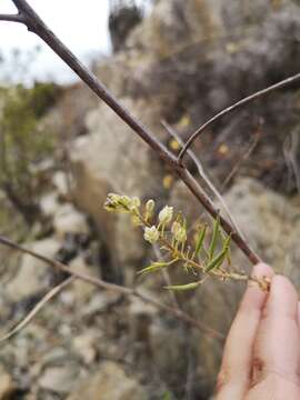 Image de <i>Sibara pinnata</i> (Barnéoud) Al-Shehbaz