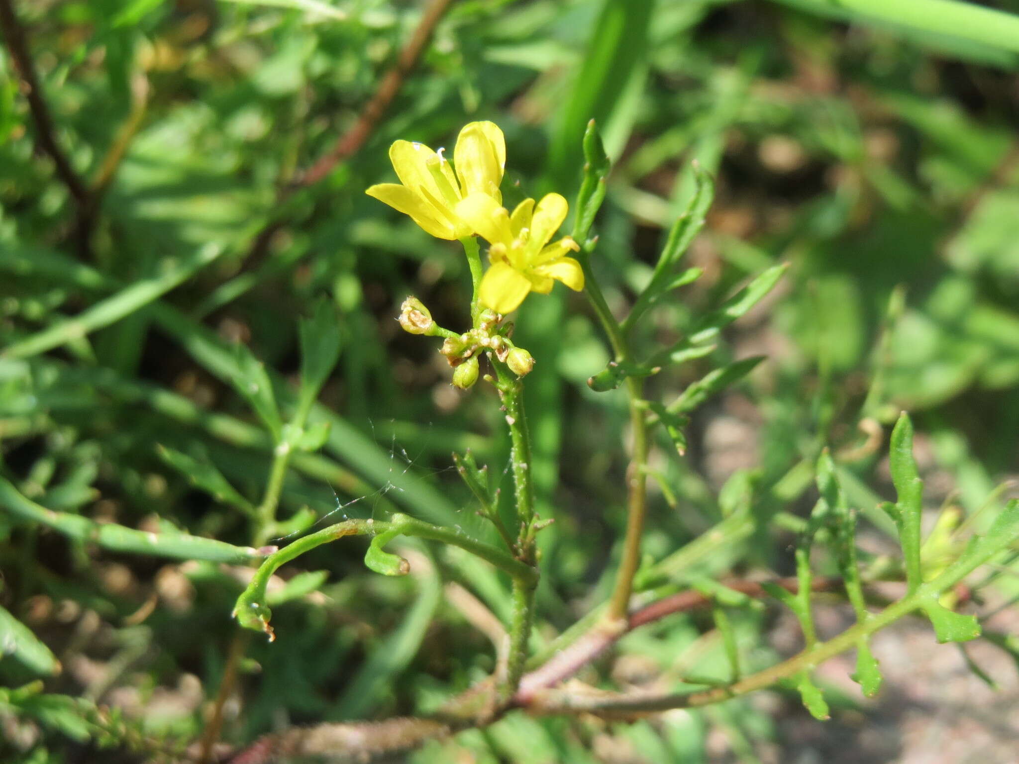 Imagem de Rorippa sylvestris (L.) Besser