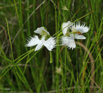 Pecteilis radiata (Thunb.) Raf. resmi