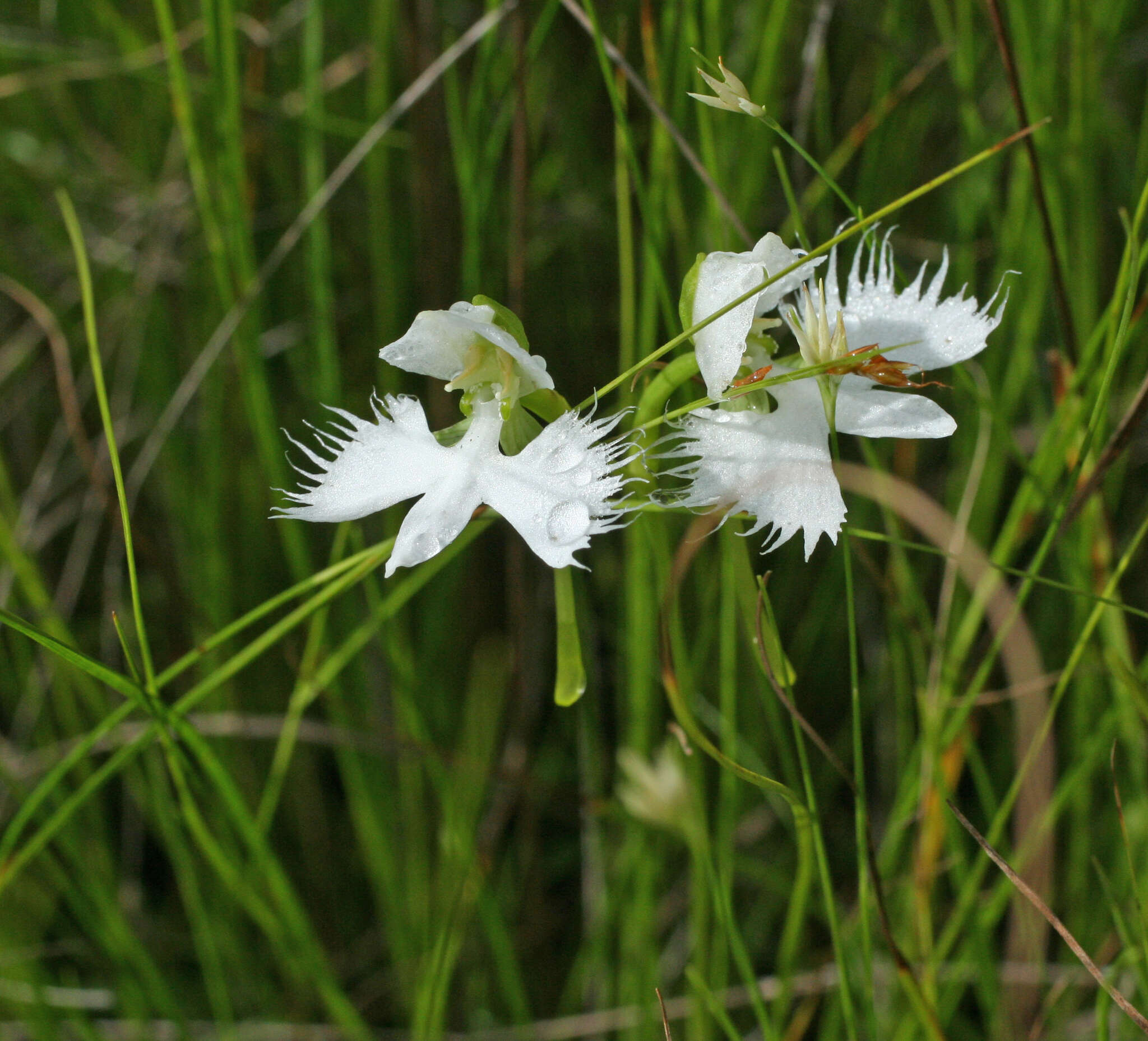 Image of Fringed orchid