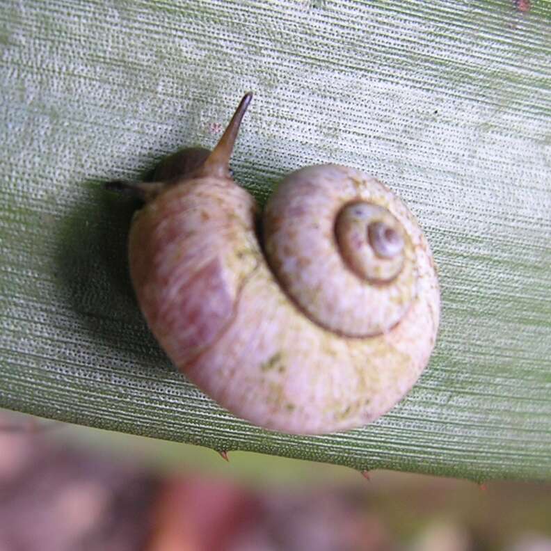 Image of Aulopoma itierii