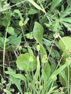 Image of Dwarf Dandelion