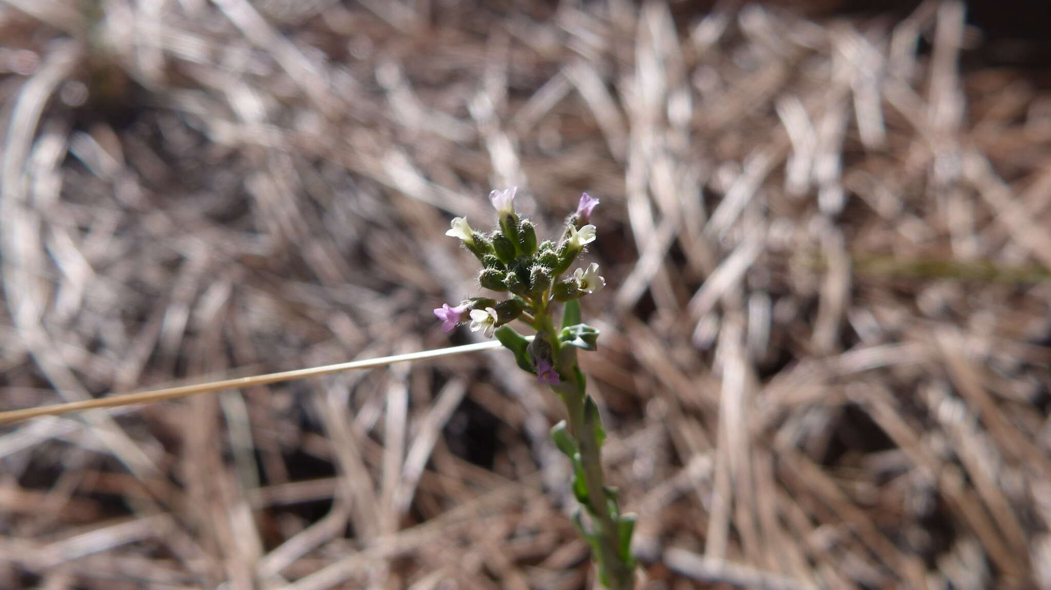 Image of Flagstaff rockcress