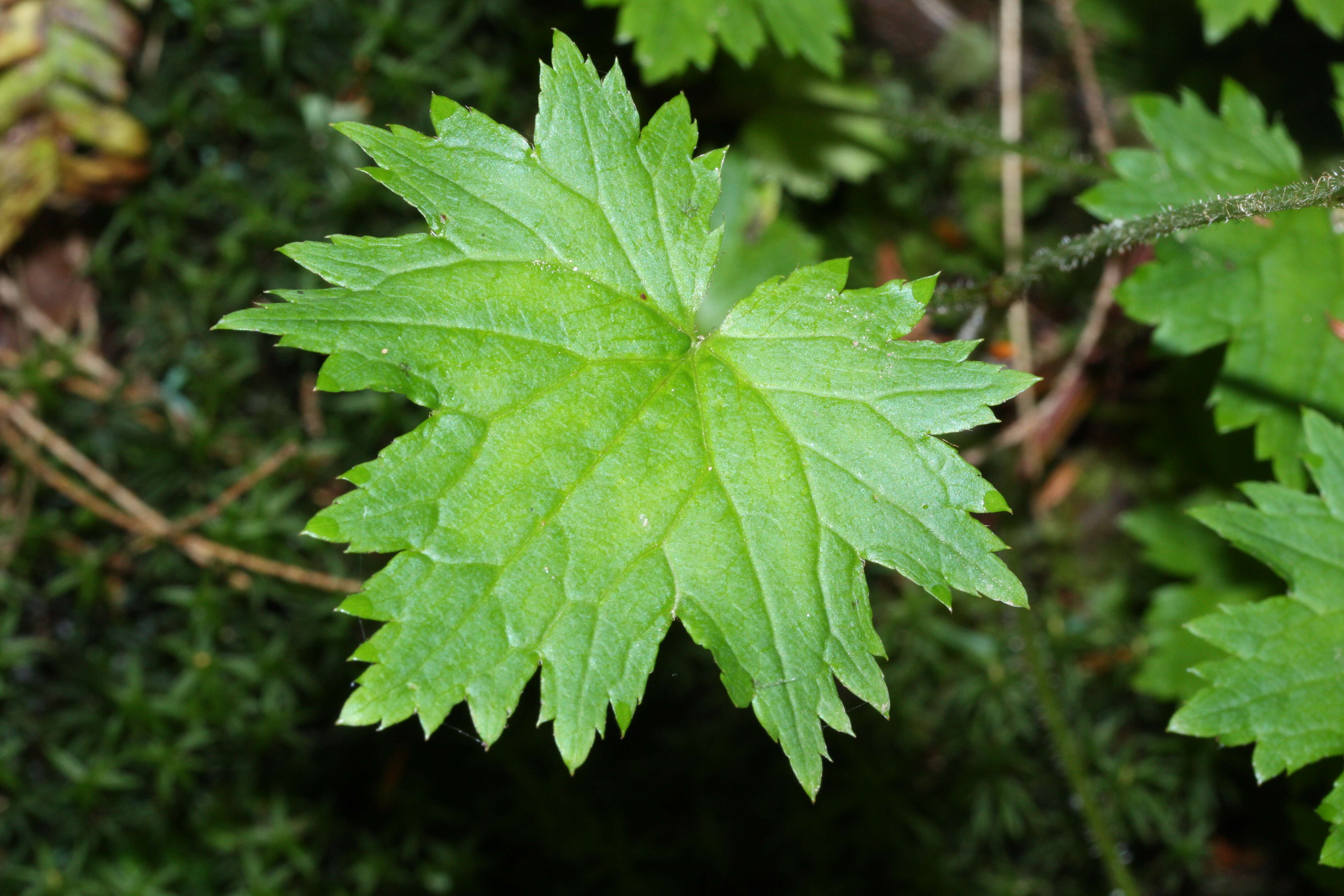 Image of coastal brookfoam