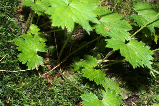 Image of coastal brookfoam