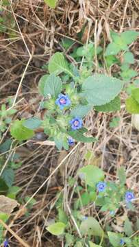 Image of Strobilanthes pavala (Roxb.) J. R. I. Wood