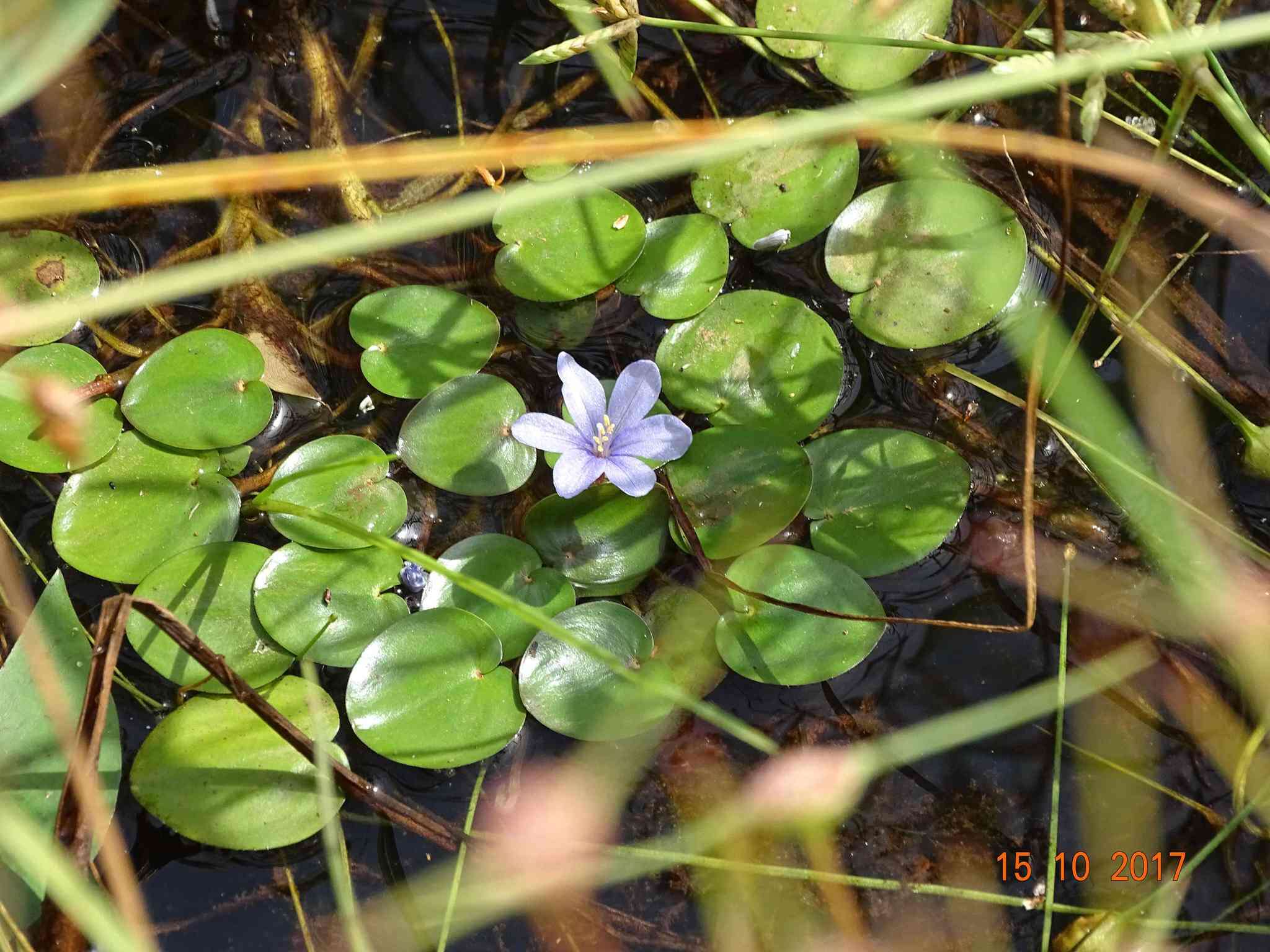 Image of Variable-Leaf Water-Hyacinth