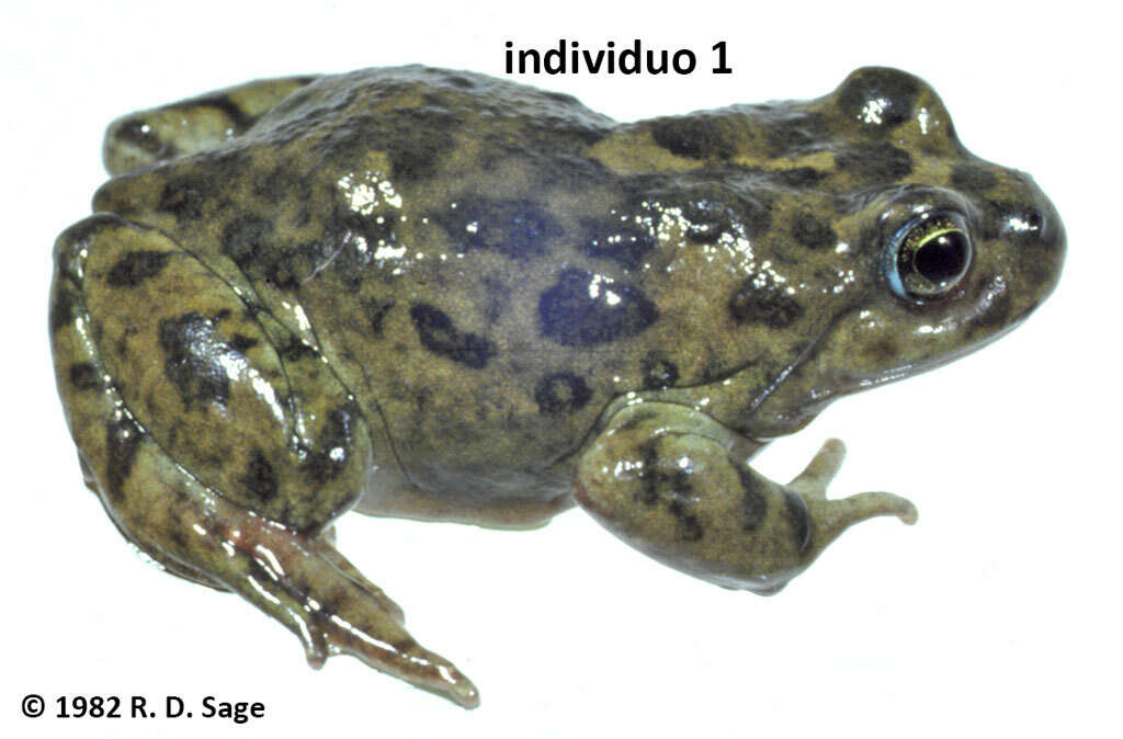 Image of Challhuaco frog