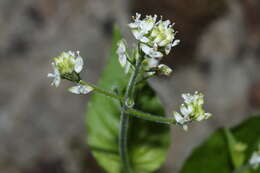 Image of Alpine enchanter’s-nightshade