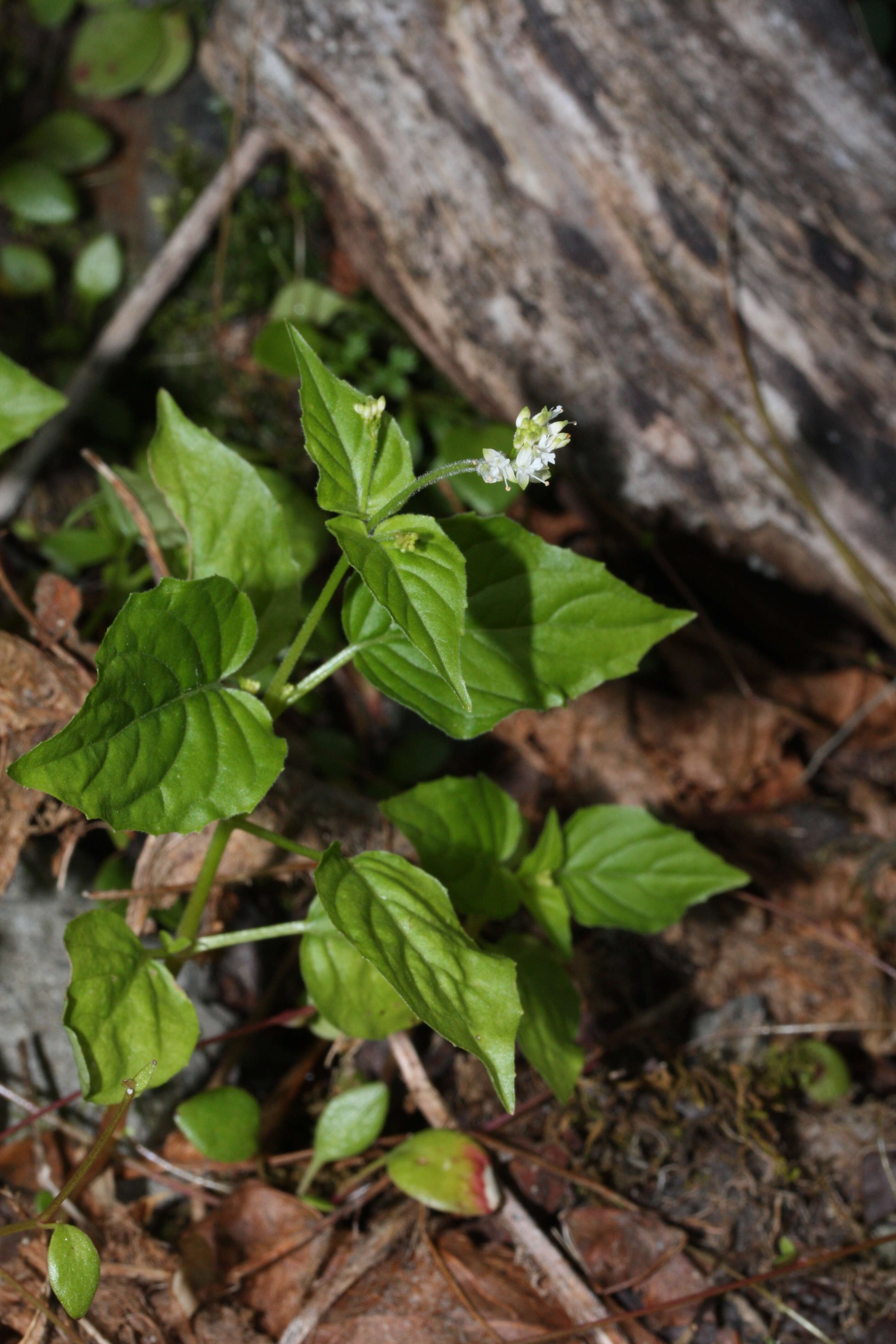 Image of Alpine enchanter’s-nightshade