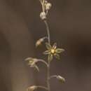 Image of Drimia polyantha (Blatt. & McCann) Stearn