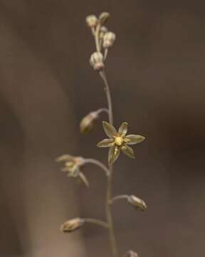 Image of Drimia polyantha (Blatt. & McCann) Stearn