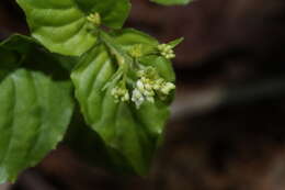 Image of Alpine enchanter’s-nightshade