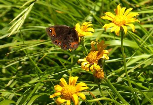 Image of Piedmont Ringlet