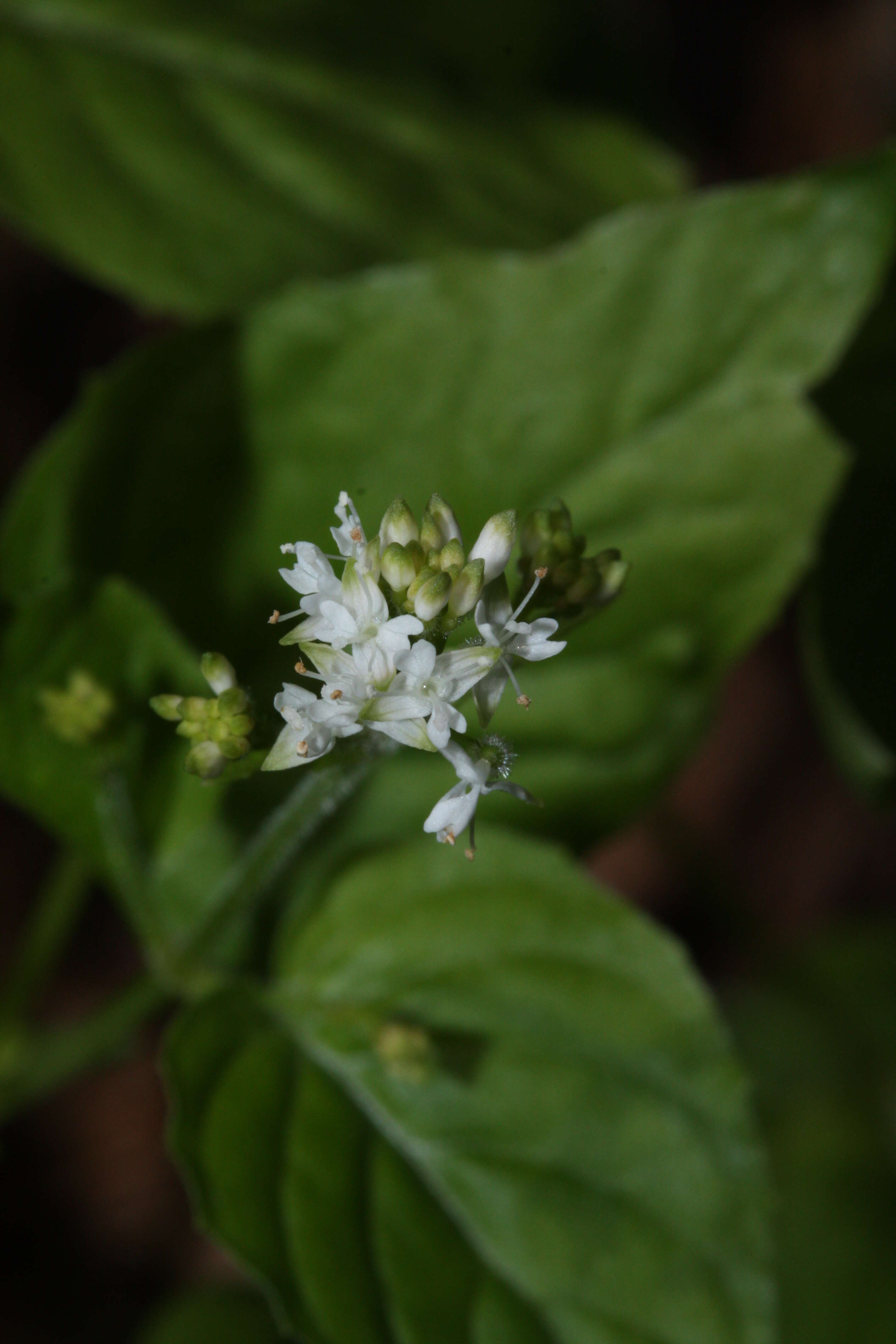 Image of Alpine enchanter’s-nightshade