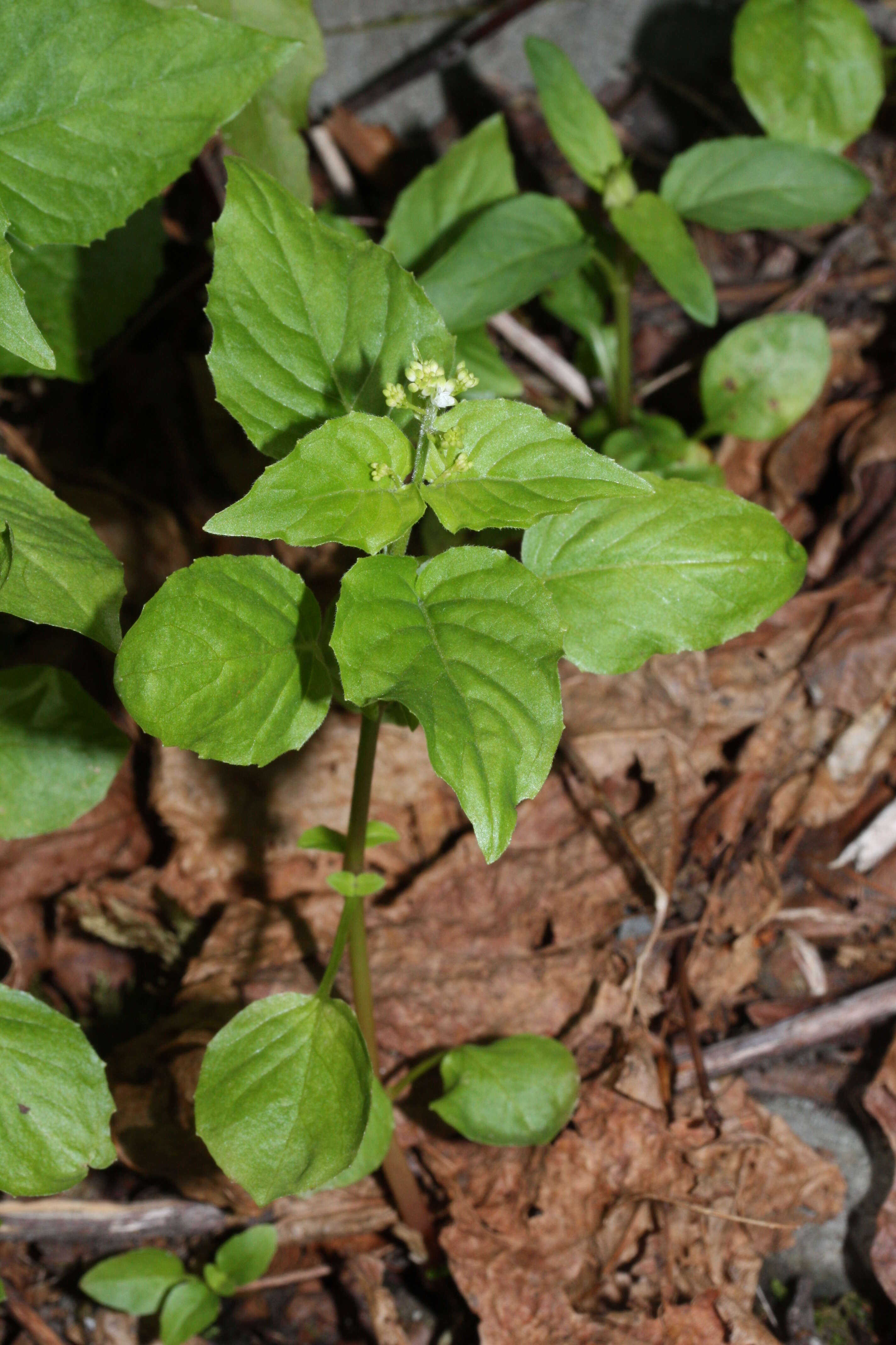 Image of Alpine enchanter’s-nightshade