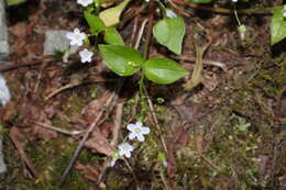 Image of Siberian springbeauty