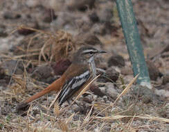 Image of White-browed Scrub Robin