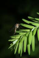 Image of western hemlock