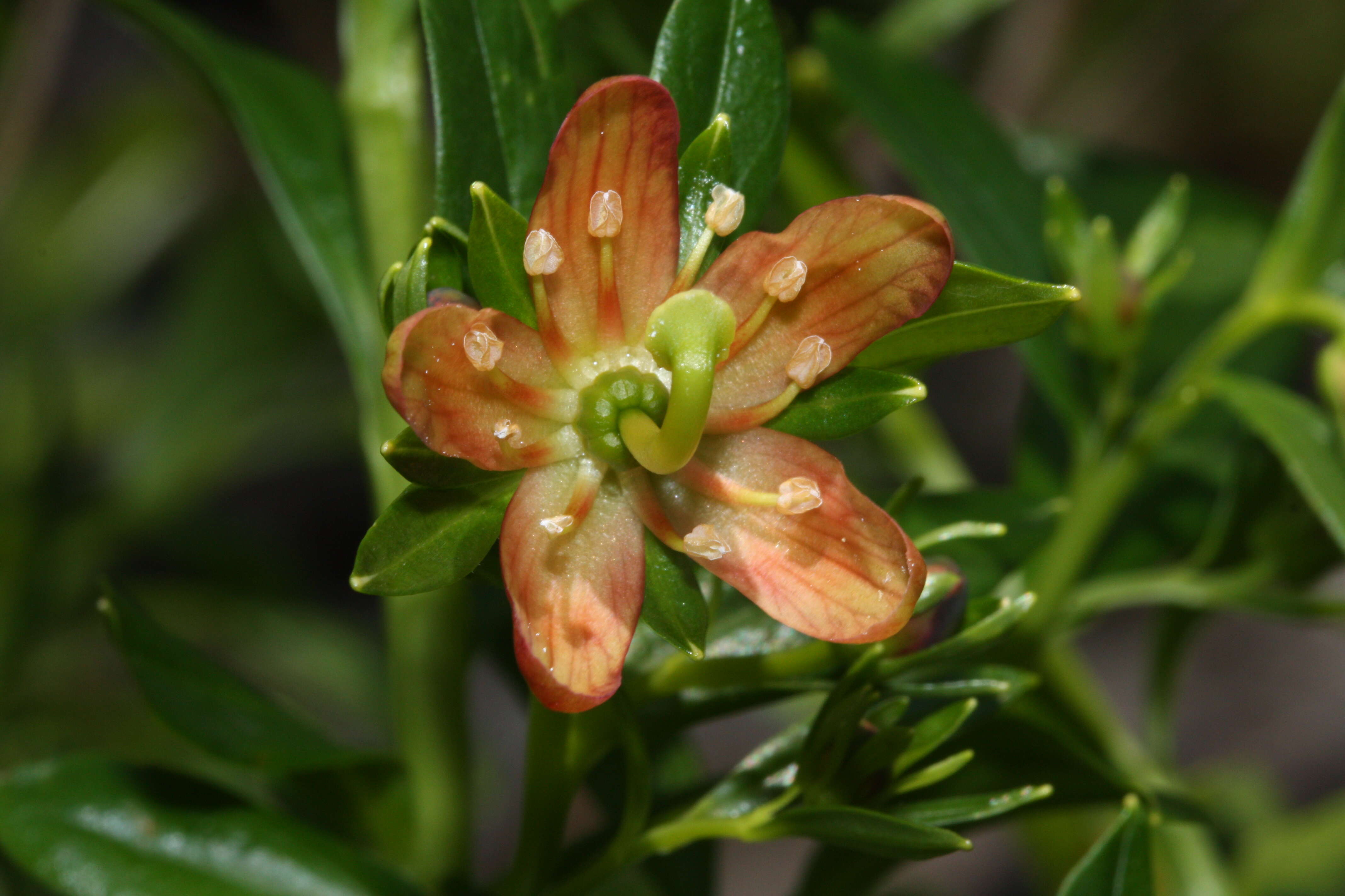 Image of copperbush