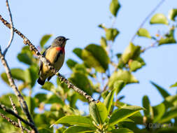 Image of Fire-breasted Flowerpecker