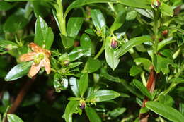 Image of copperbush