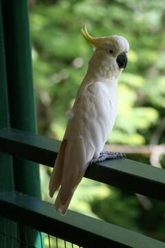 Image of Sulphur-crested Cockatoo