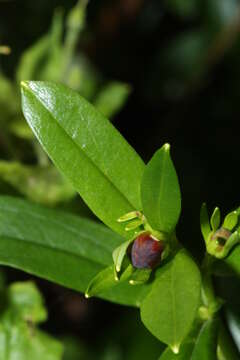 Image of copperbush