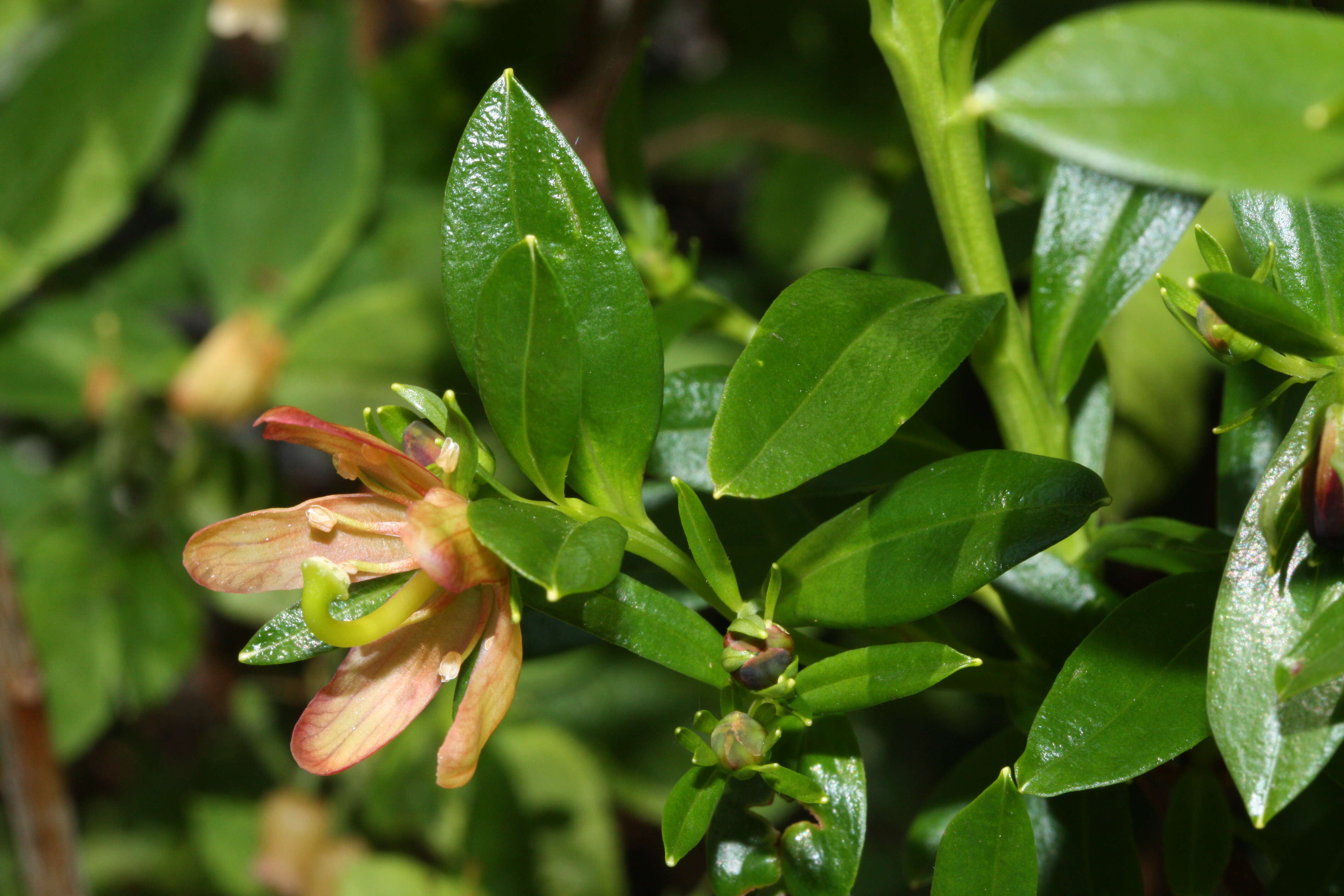 Image of copperbush