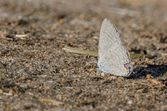 Imagem de Catochrysops