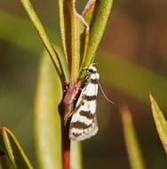 Image of Philobota impletella Walker 1869