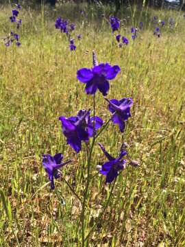 Image of royal larkspur