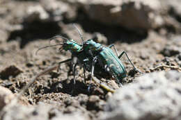 Image of Cicindela (Cicindela) depressula depressula Casey 1897