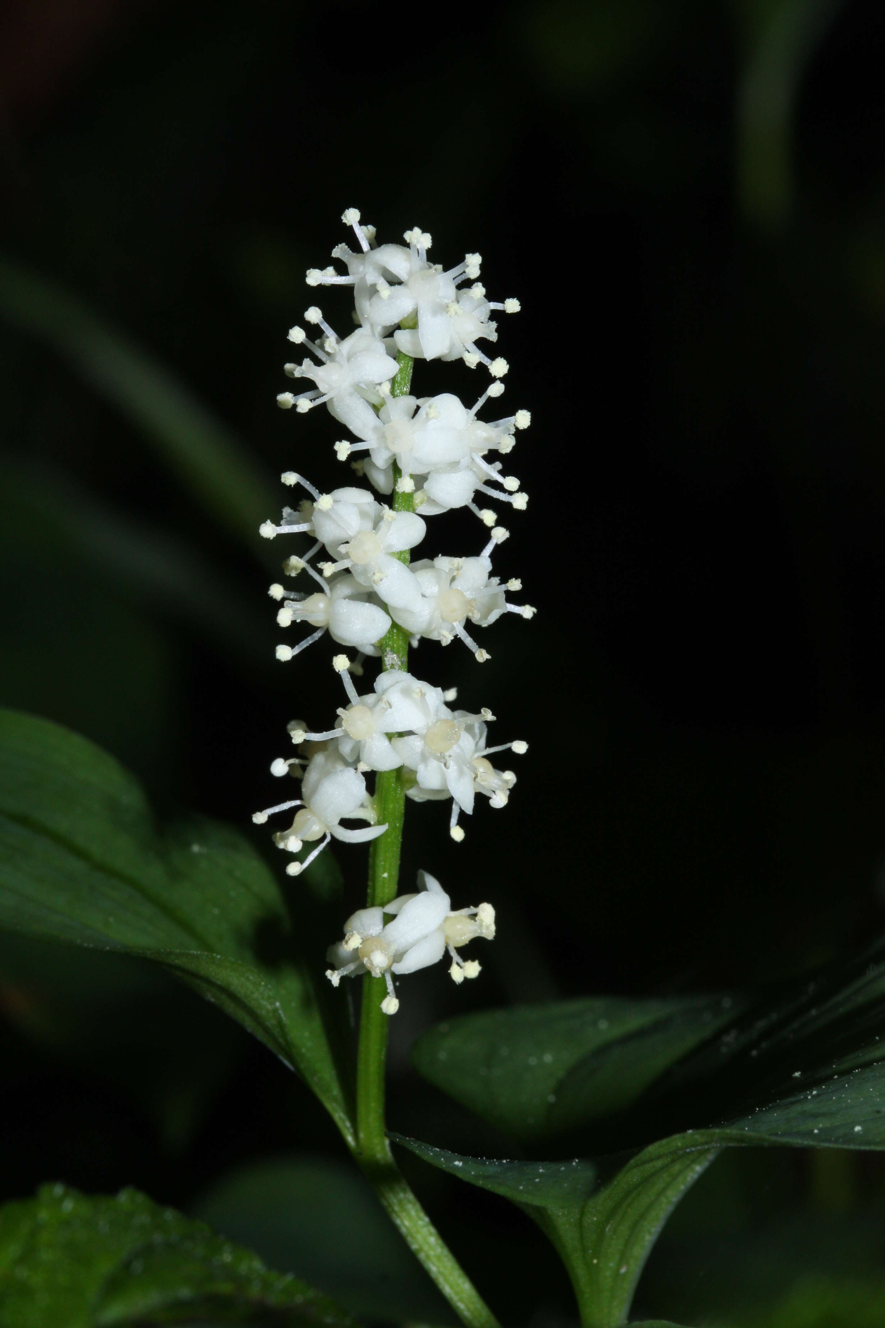 Imagem de Maianthemum dilatatum (Alph. Wood) A. Nelson & J. F. Macbr.