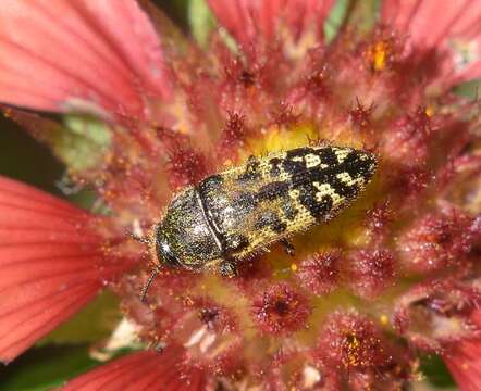 Image of Acmaeodera mixta Le Conte 1860