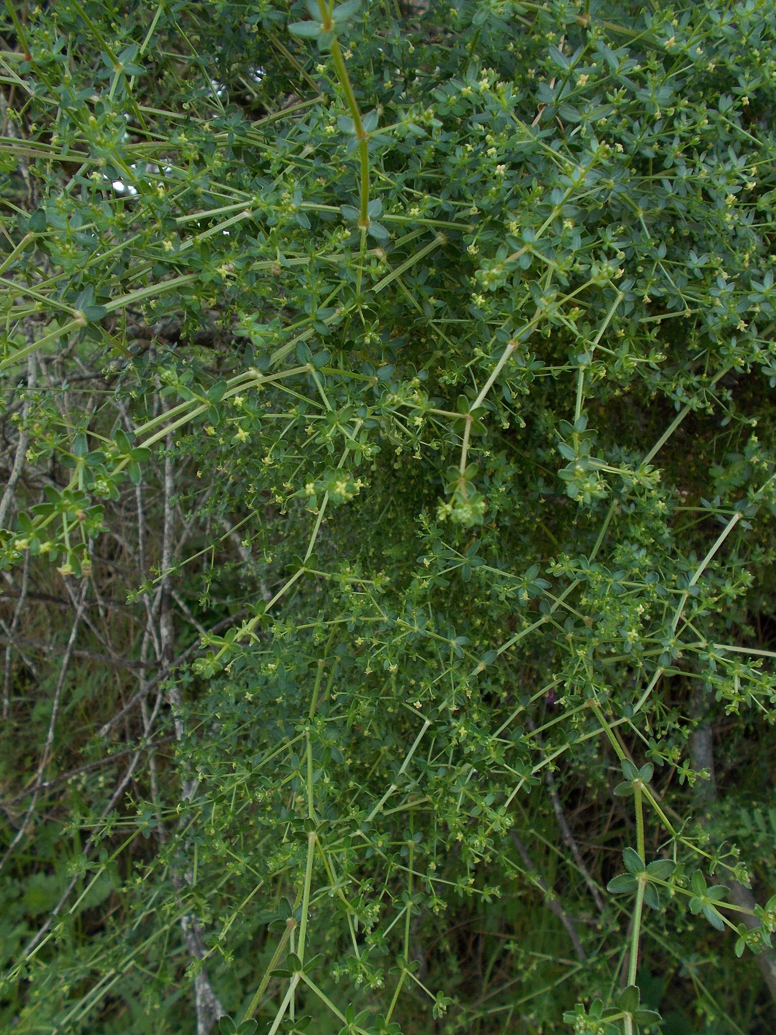 Image of graceful bedstraw