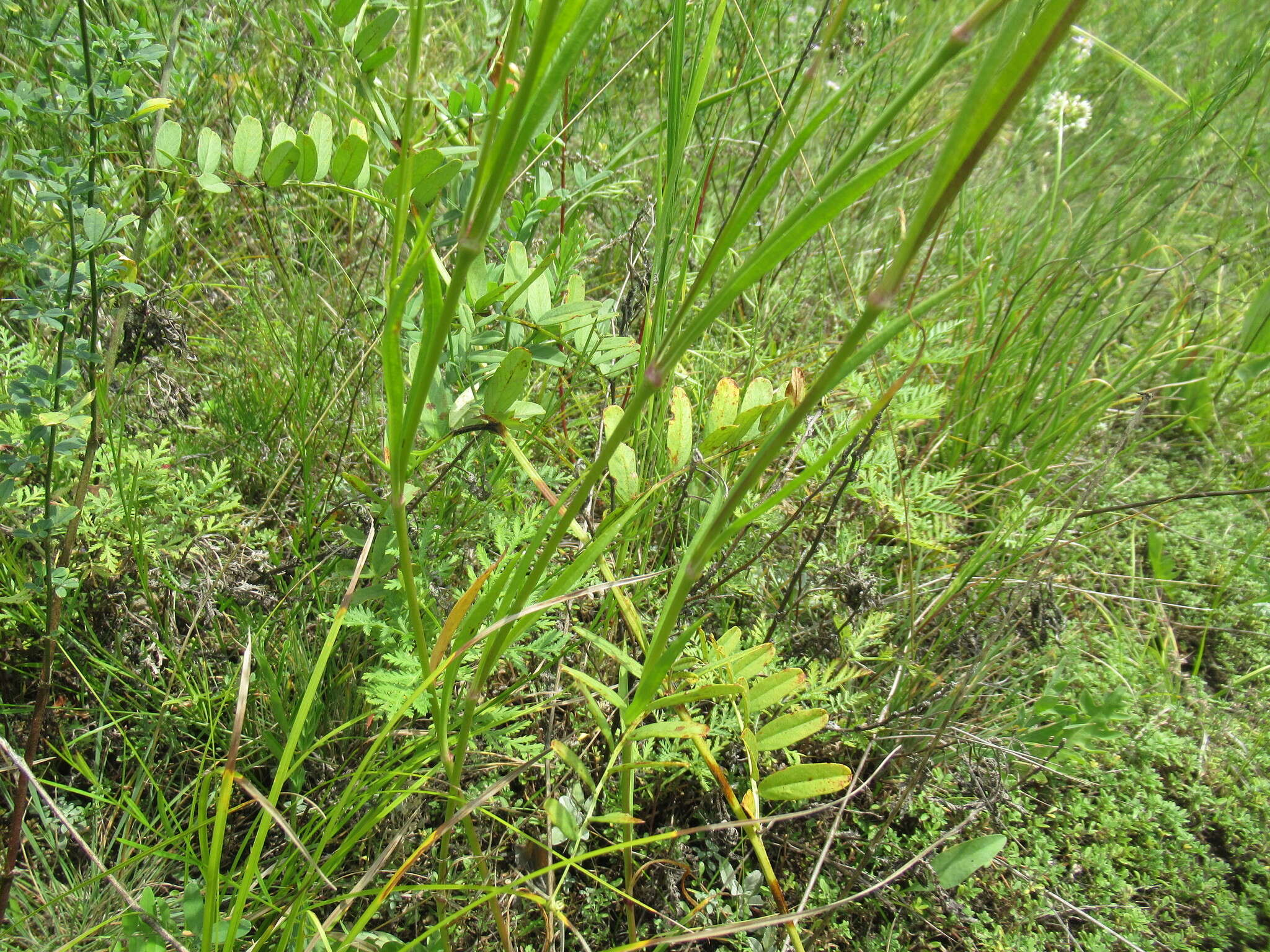 Image of <i>Silene jeniseensis</i>