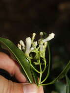 Image of Palicourea salicifolia Standl.