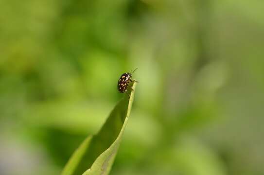 صورة Cryptocephalus nigrocinctus Suffrian 1852