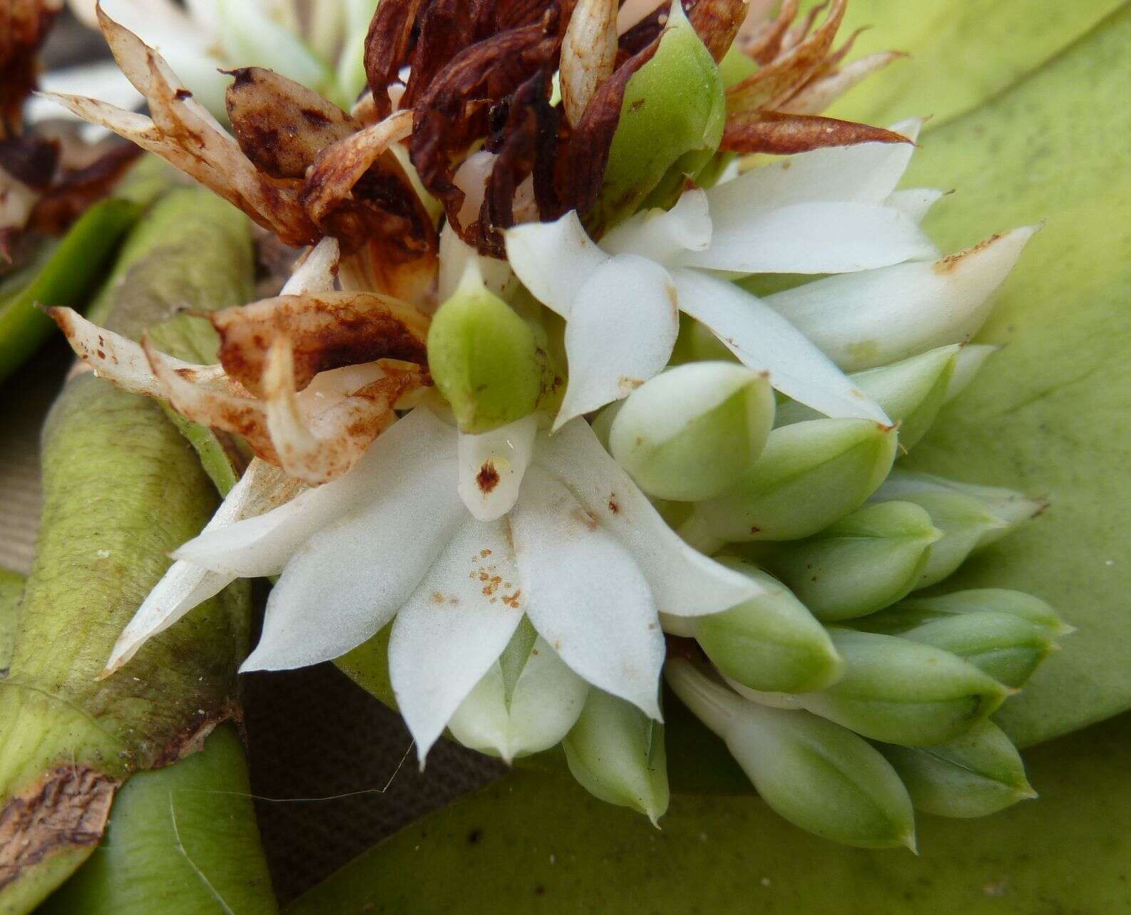 Image de Calyptrochilum emarginatum (Afzel. ex Sw.) Schltr.