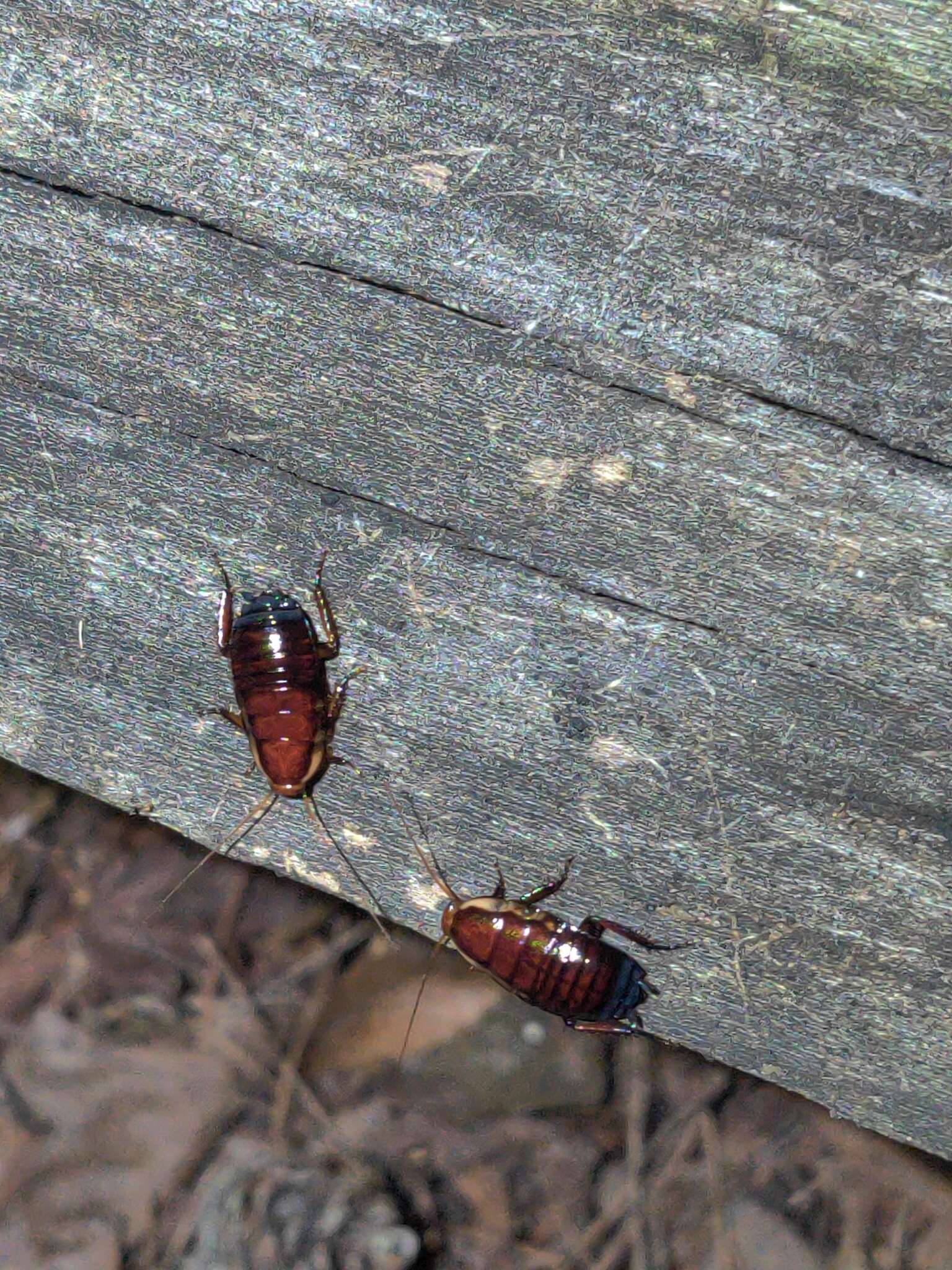 Image of Florida Woods Cockroach