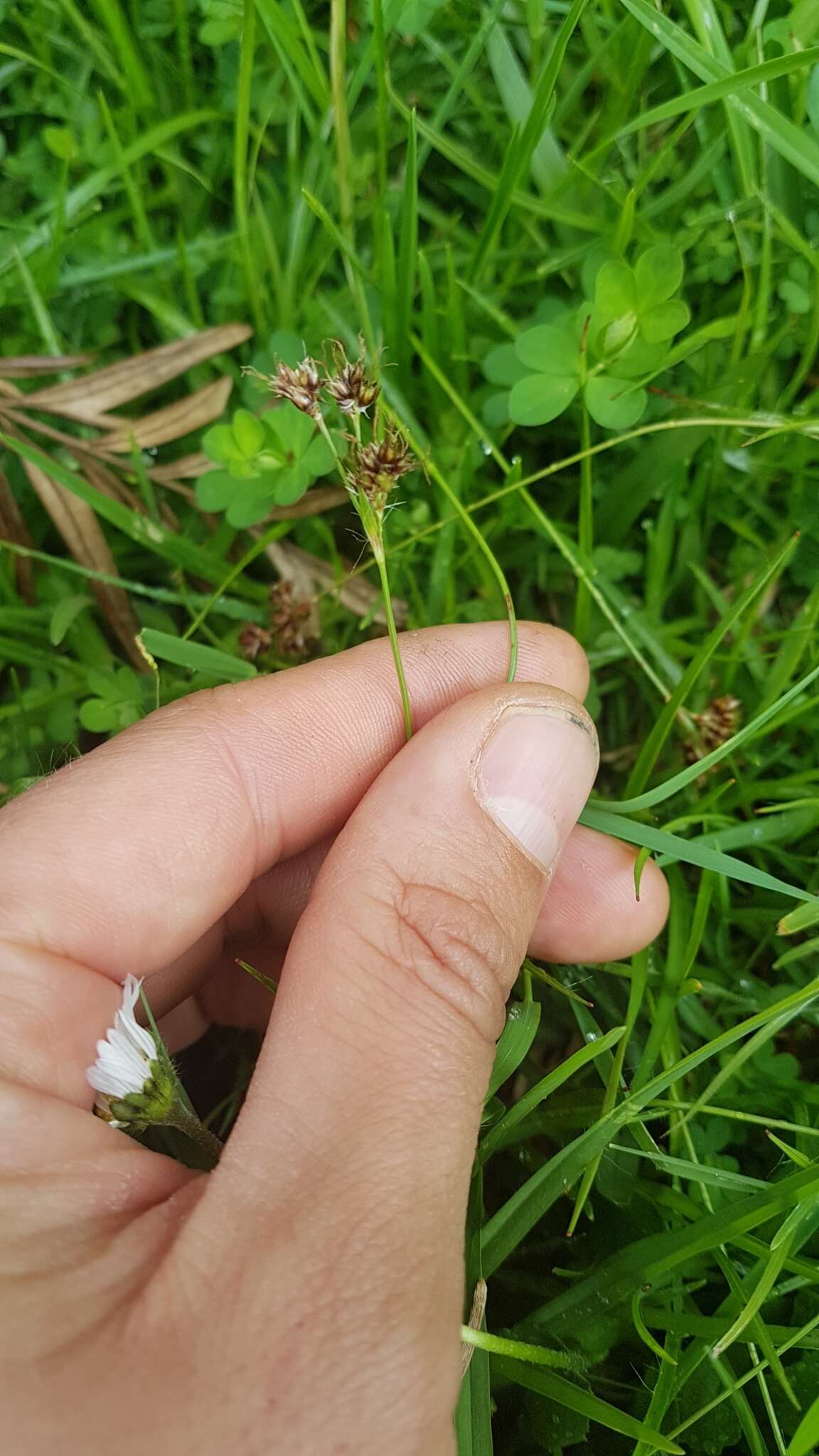 Imagem de Luzula multiflora (Retz.) Lejeune