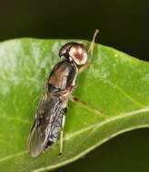 Image of Cephalochrysa calopa (Bigot 1879)