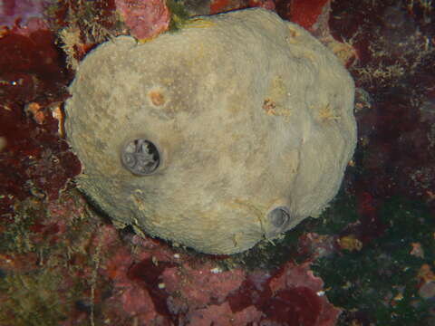 Image of grey leather sponge